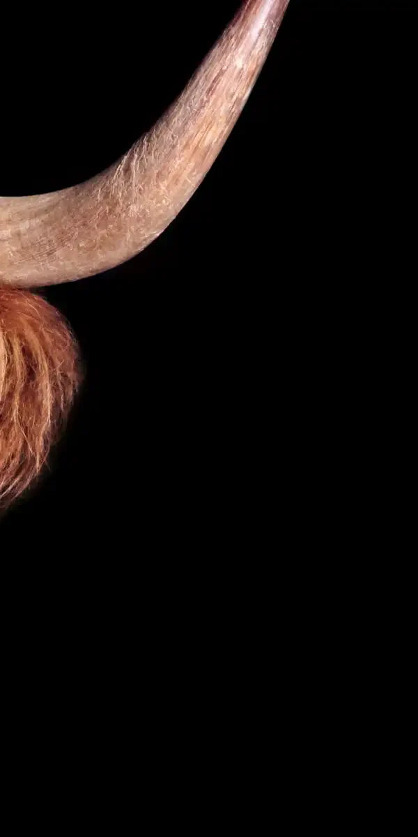 Scottish Highland Cow Wall Art