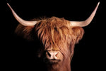 Scottish Highland Cow Wall Art
