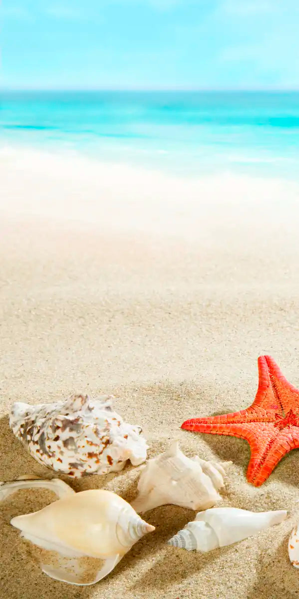 Seashells At The Beach Wall Art