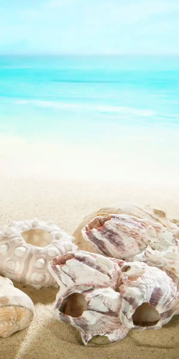 Seashells At The Beach Wall Art