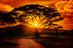 Serengeti Park Sunset Silhouette Wall Art