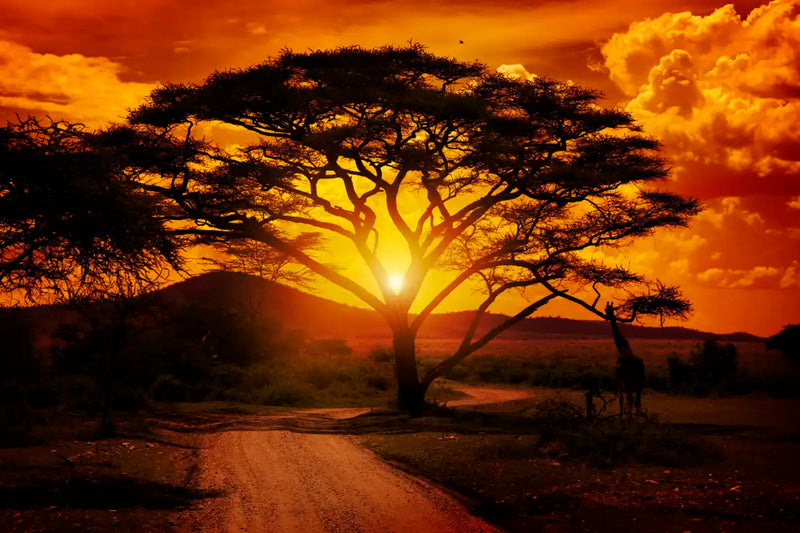 Serengeti Park Sunset Silhouette Wall Art