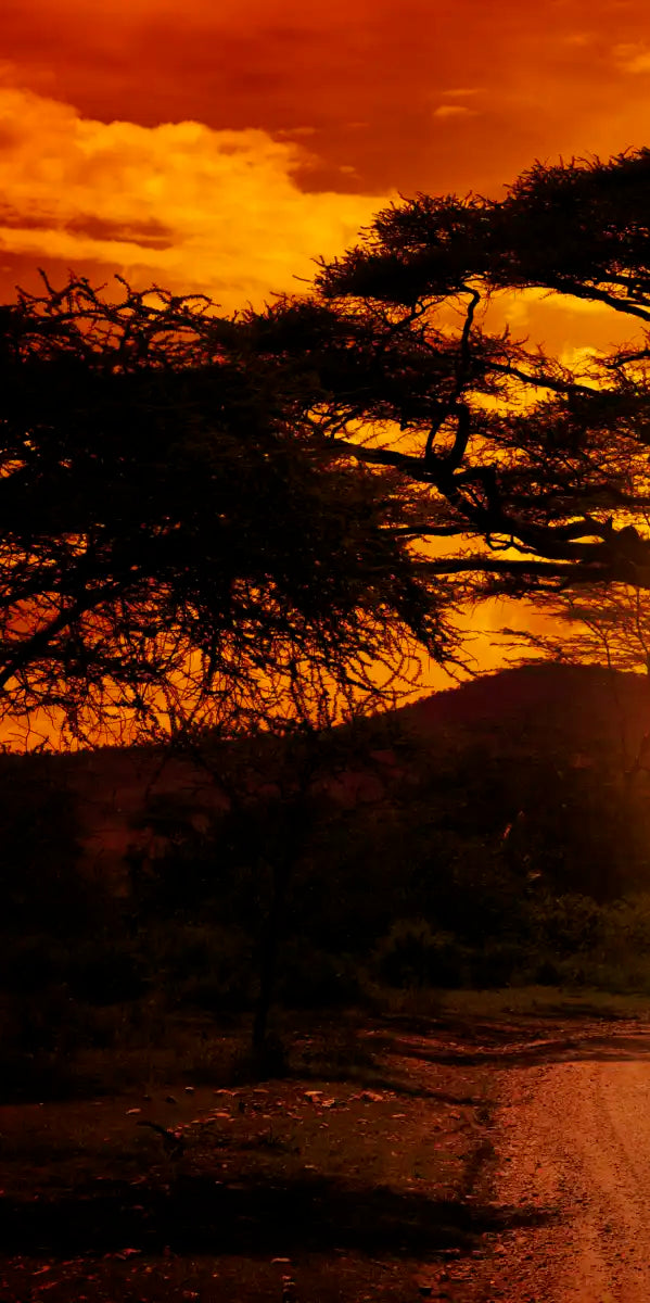 Serengeti Park Sunset Silhouette Wall Art