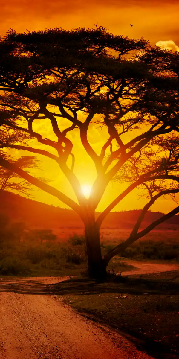 Serengeti Park Sunset Silhouette Wall Art
