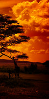Serengeti Park Sunset Silhouette Wall Art