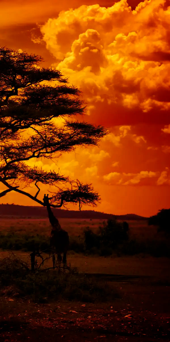 Serengeti Park Sunset Silhouette Wall Art