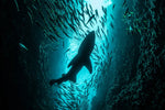 Shark Depth Wall Art