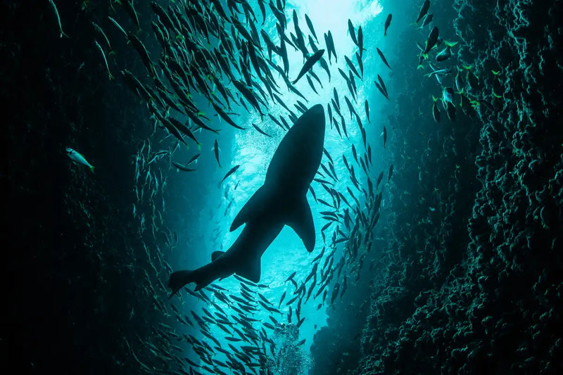 Shark Depth Wall Art