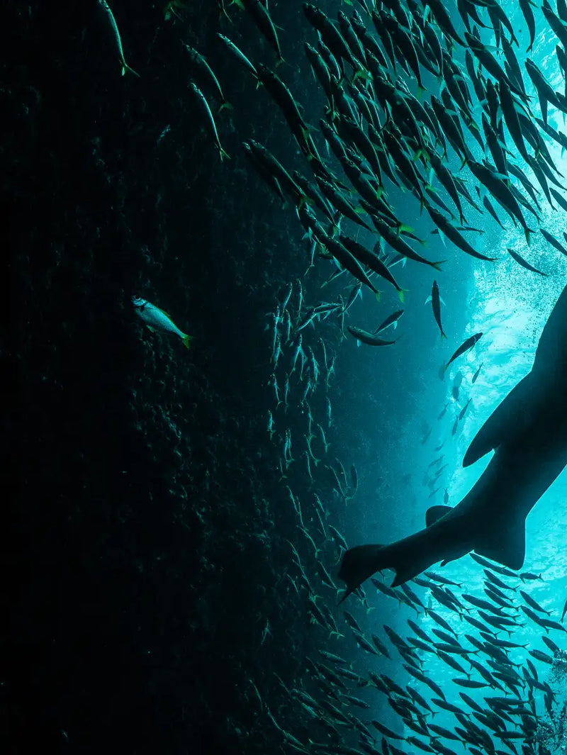 Shark Depth Wall Art