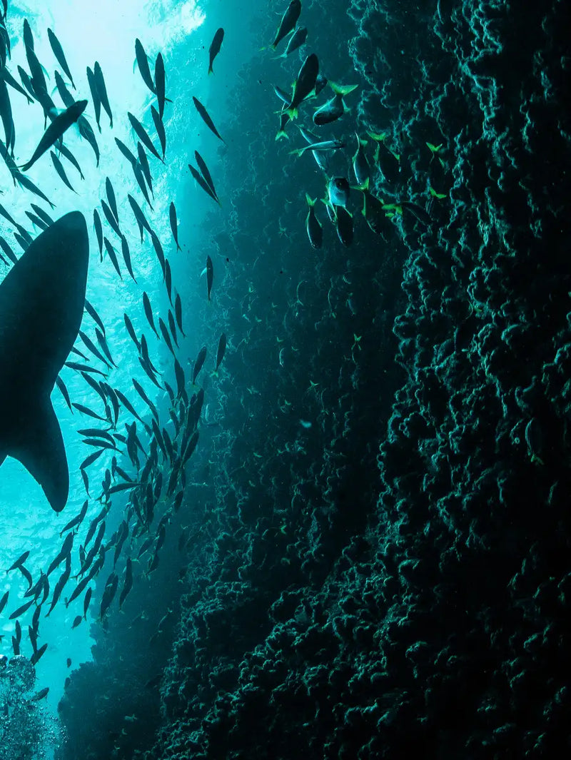 Shark Depth Wall Art