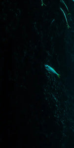 Shark Depth Wall Art