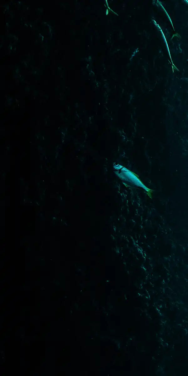 Shark Depth Wall Art