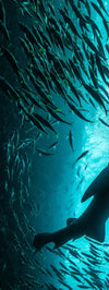 Shark Depth Wall Art