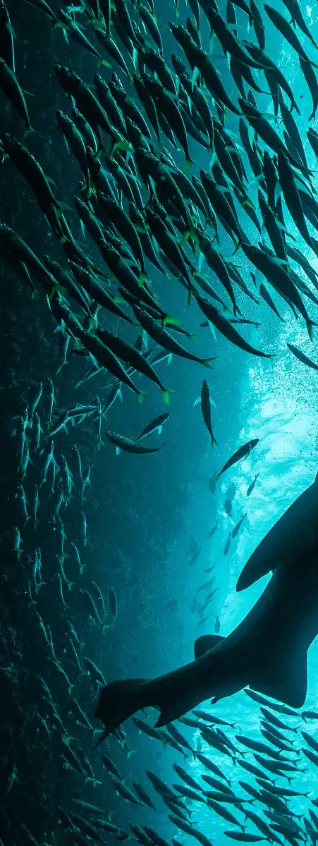 Shark Depth Wall Art