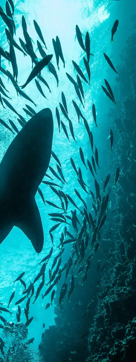 Shark Depth Wall Art