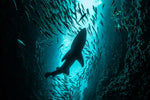 Shark Depth Wall Art