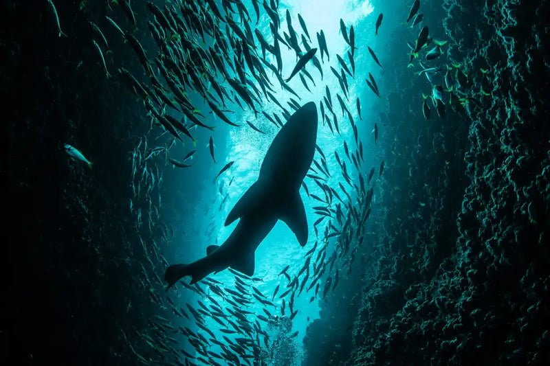 Shark Depth Wall Art