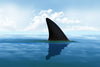 Shark Fin Wall Art