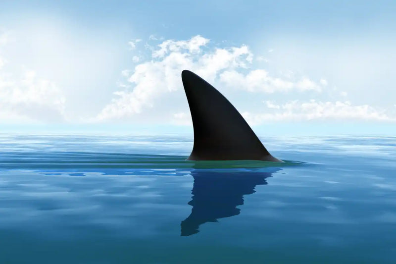 Shark Fin Wall Art