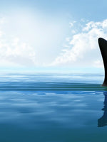 Shark Fin Wall Art