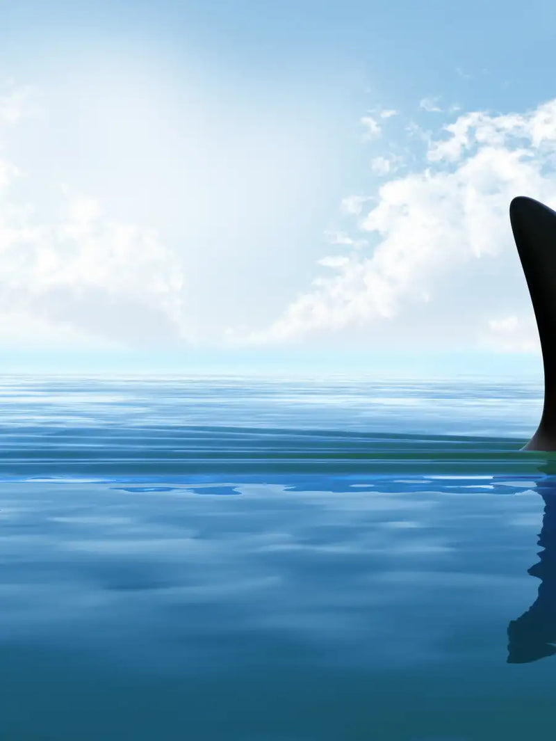 Shark Fin Wall Art