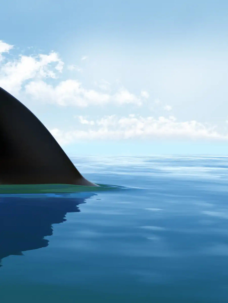 Shark Fin Wall Art