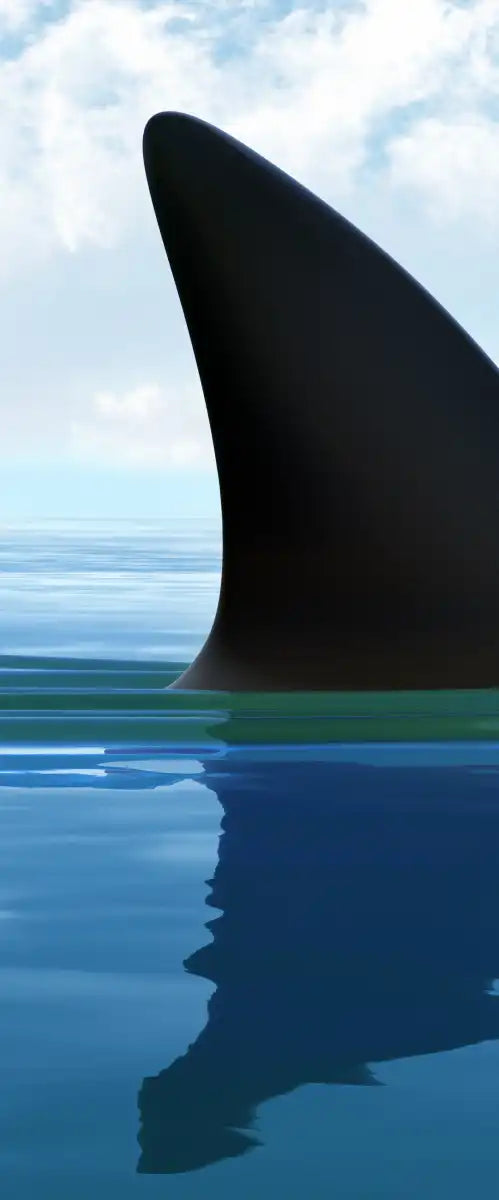 Shark Fin Wall Art