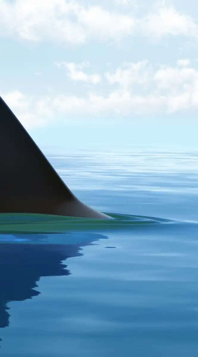 Shark Fin Wall Art