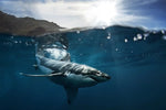 Shark Sunshine Wall Art