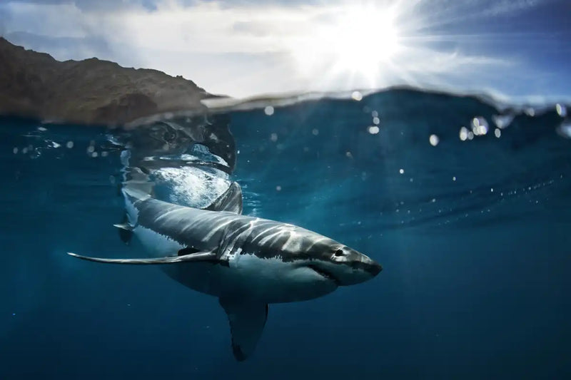 Shark Sunshine Wall Art