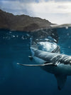 Shark Sunshine Wall Art