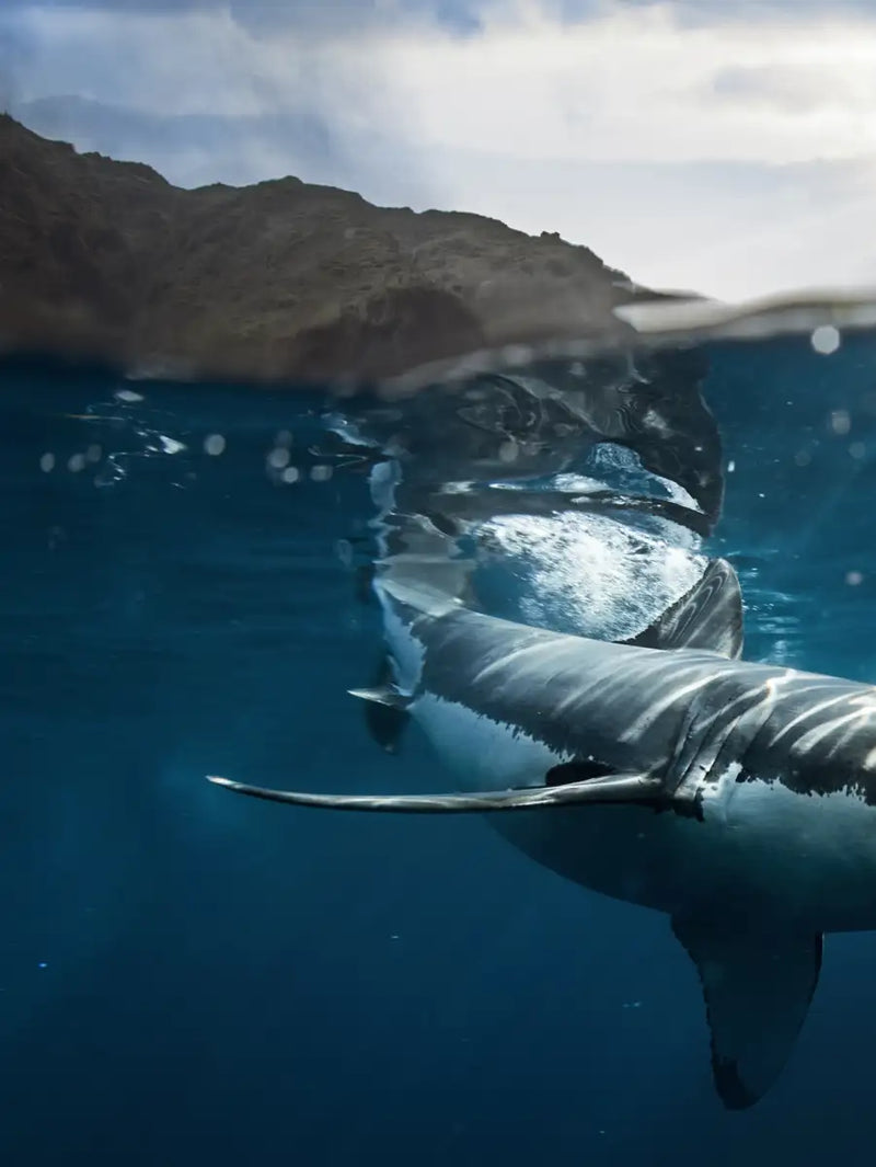 Shark Sunshine Wall Art