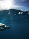 Shark Sunshine Wall Art