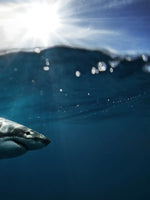 Shark Sunshine Wall Art