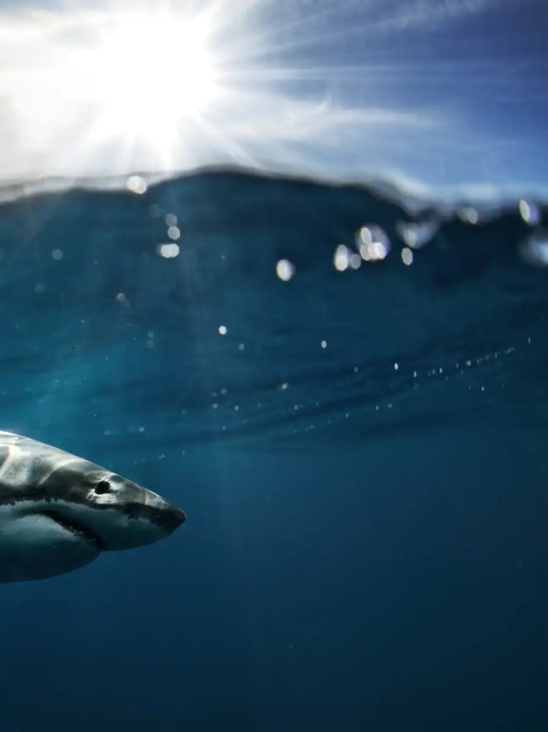 Shark Sunshine Wall Art