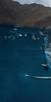 Shark Sunshine Wall Art