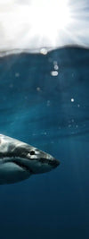Shark Sunshine Wall Art