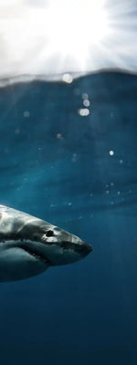 Shark Sunshine Wall Art