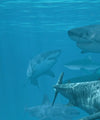 Shiver Of Sharks Wall Art