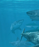 Shiver Of Sharks Wall Art