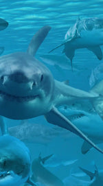 Shiver Of Sharks Wall Art