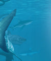 Shiver Of Sharks Wall Art