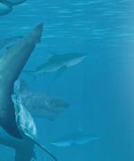 Shiver Of Sharks Wall Art