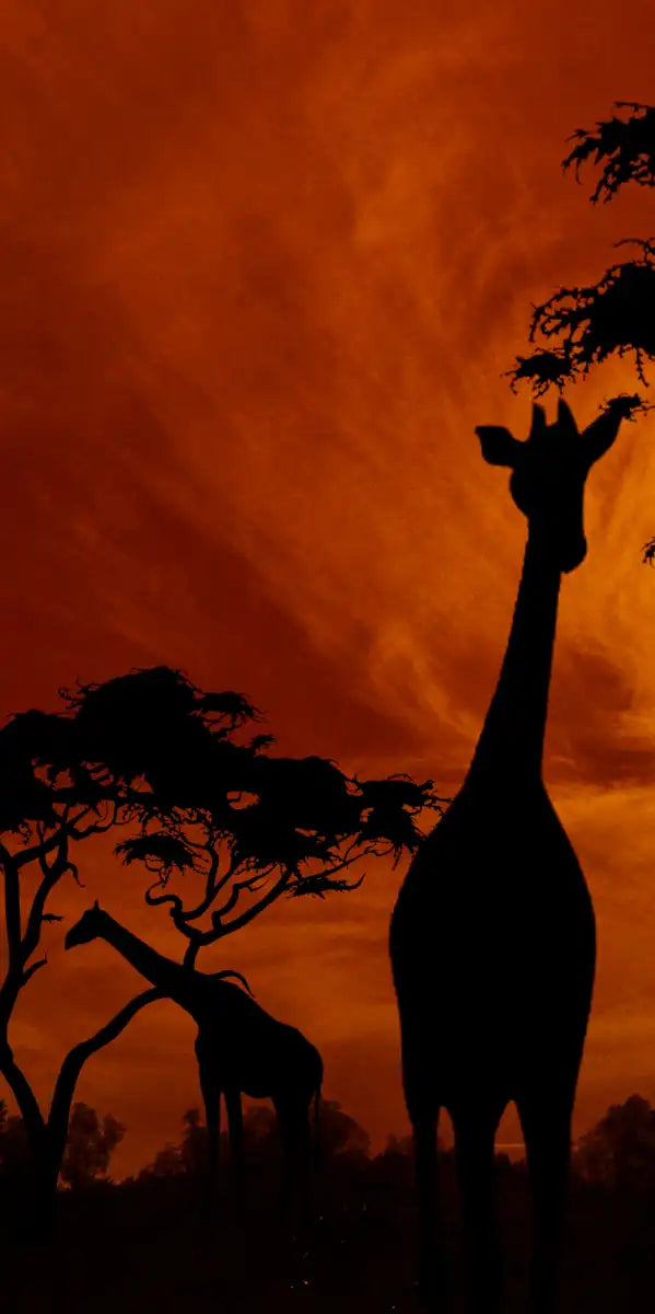 Silhouetted African Giraffes Wall Art