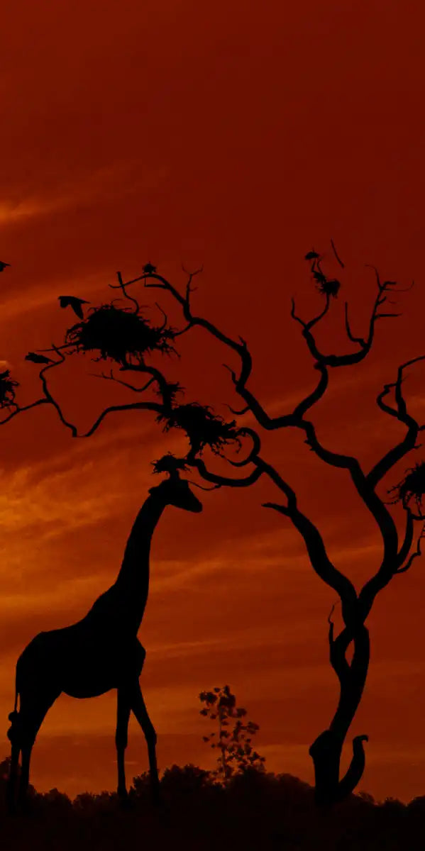Silhouetted African Giraffes Wall Art