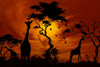 Silhouetted African Giraffes Wall Art