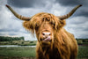 Silly Highland Cow Wall Art
