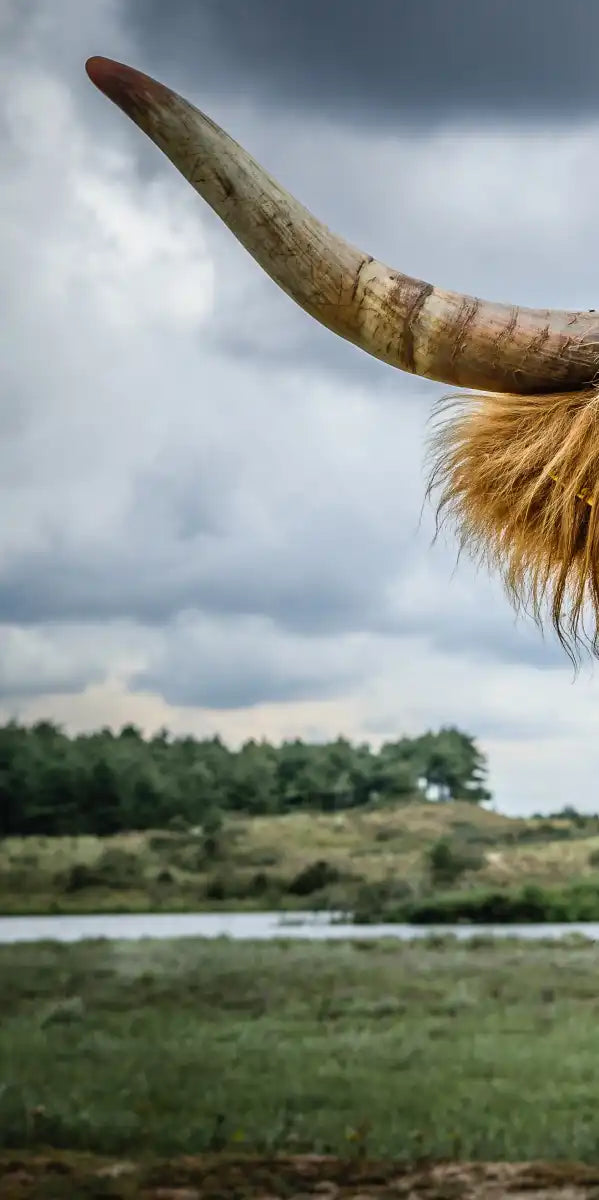 Silly Highland Cow Wall Art