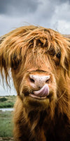 Silly Highland Cow Wall Art
