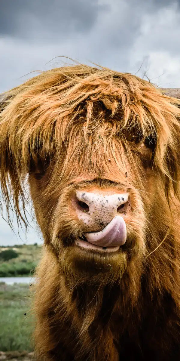 Silly Highland Cow Wall Art